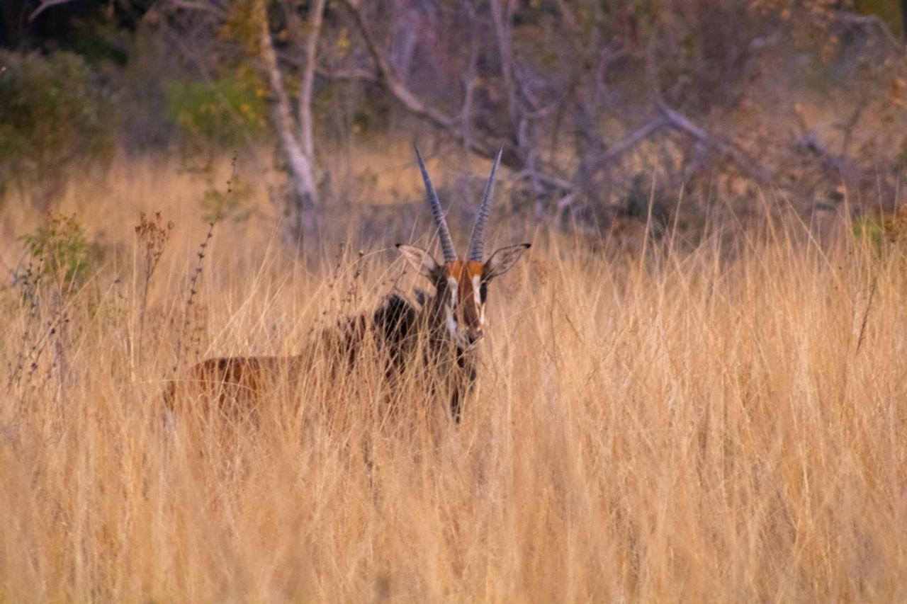 Fumani Game Lodge Modimolle Eksteriør billede