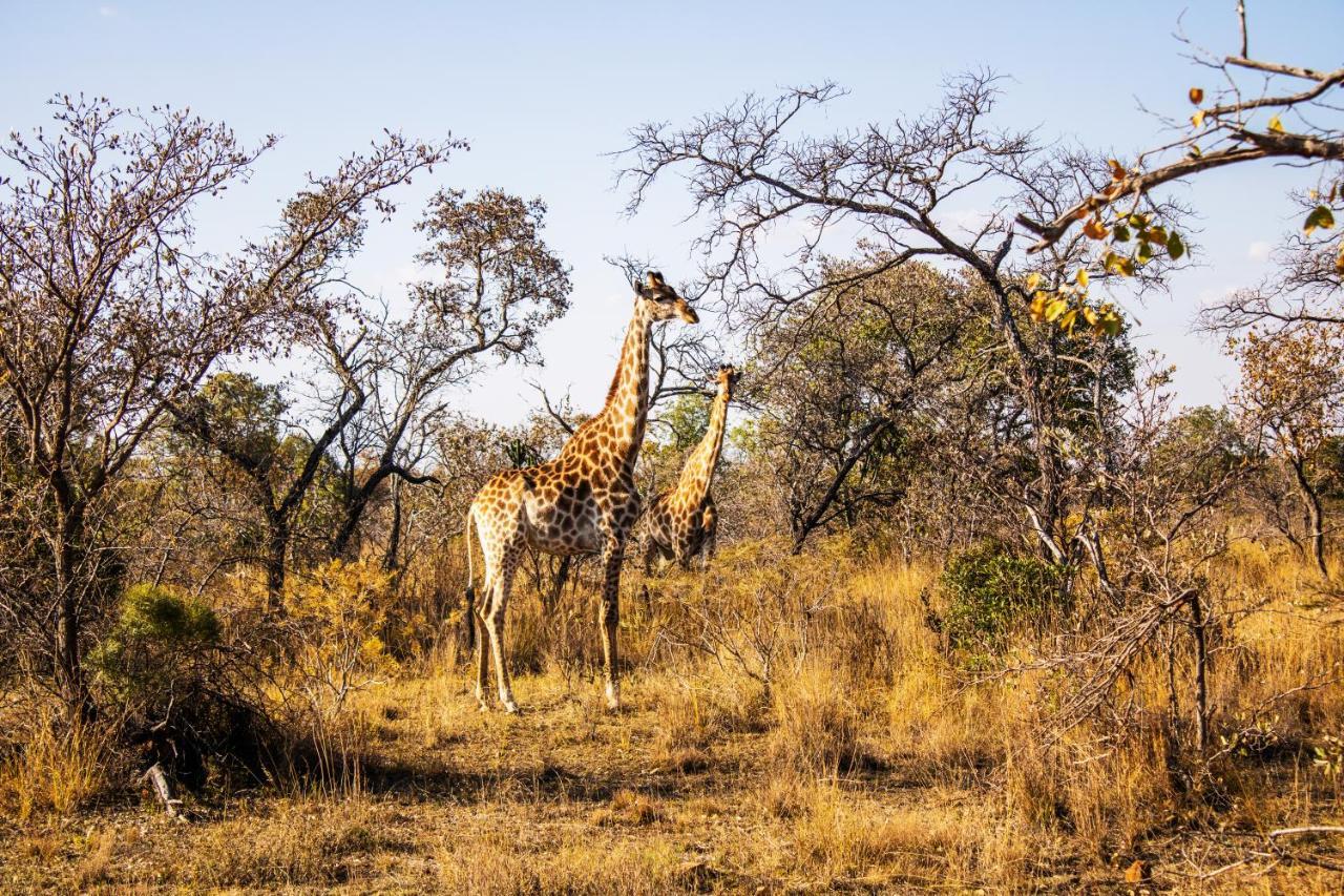 Fumani Game Lodge Modimolle Eksteriør billede